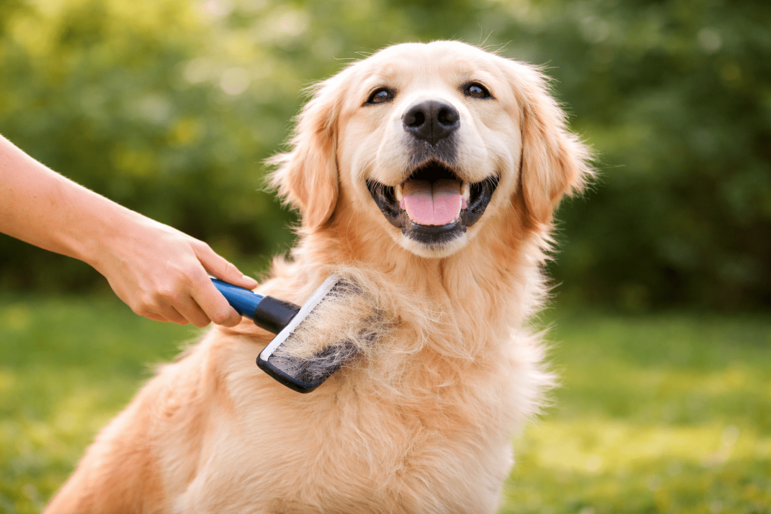 Golden retriever being brushed during spring shedding season