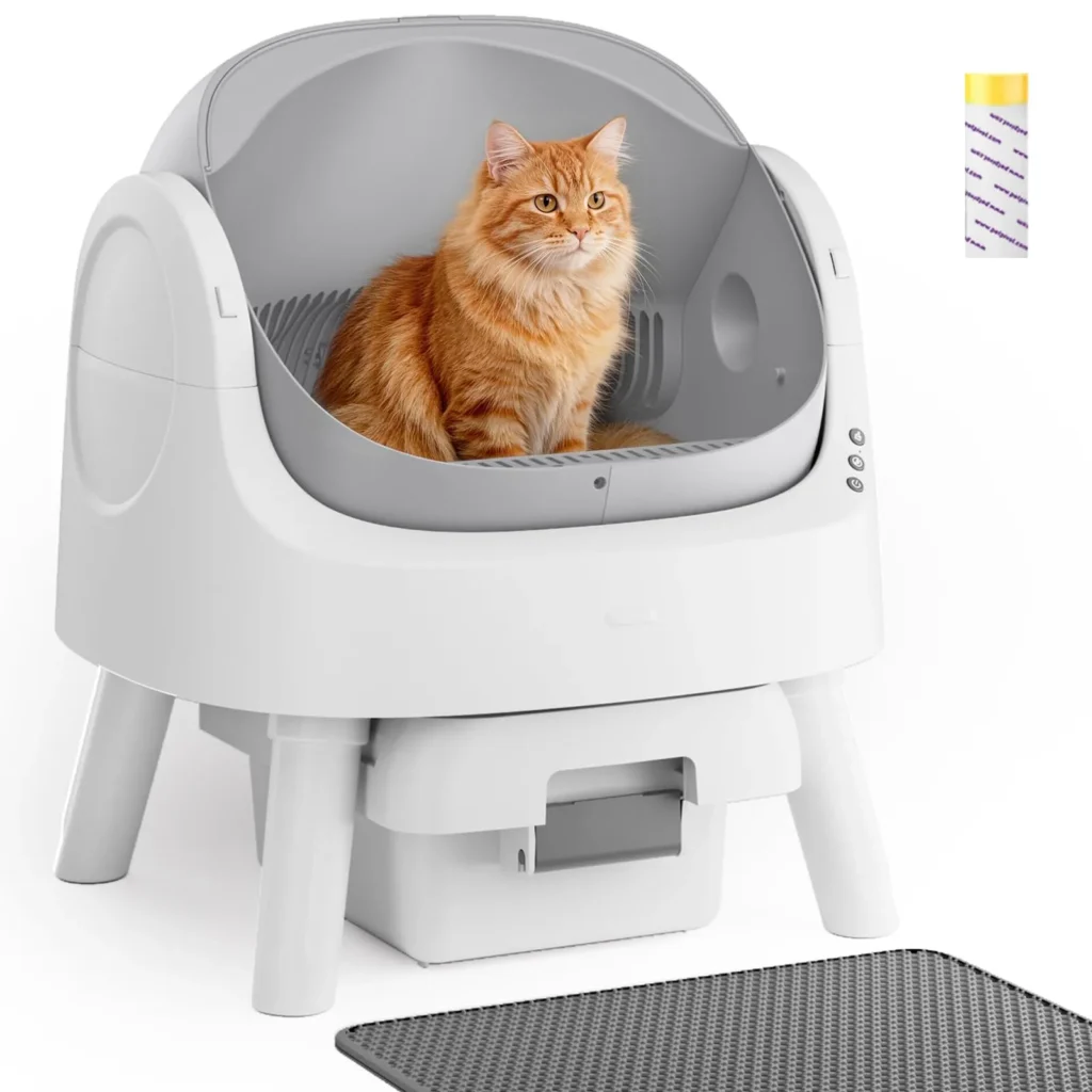 Cat in modern litter box design